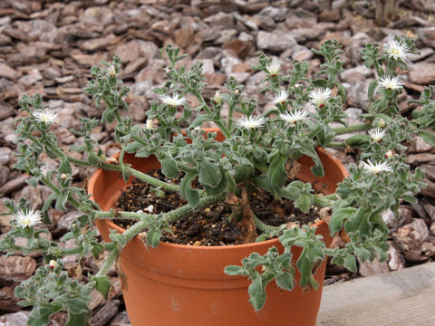 Mesembryanthemum crystallinum