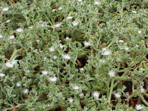 Mesembryanthemum crystallinum