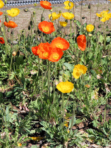 Papaver nudicaule