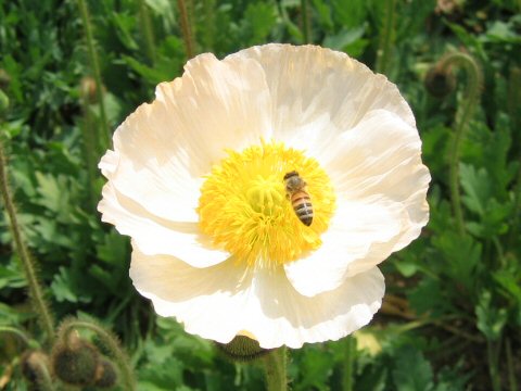 Papaver nudicaule