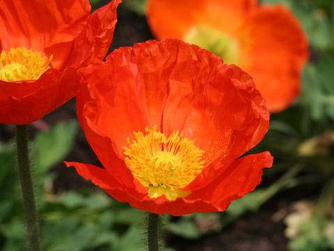 Papaver nudicaule