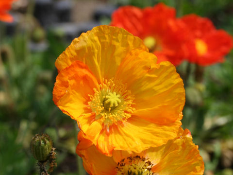 Papaver nudicaule