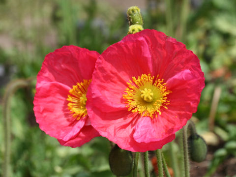 Papaver nudicaule