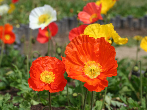 Papaver nudicaule