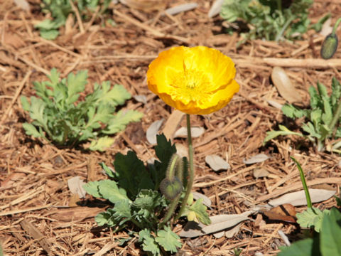 Papaver nudicaule