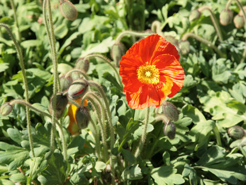 Papaver nudicaule