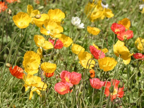 Papaver nudicaule