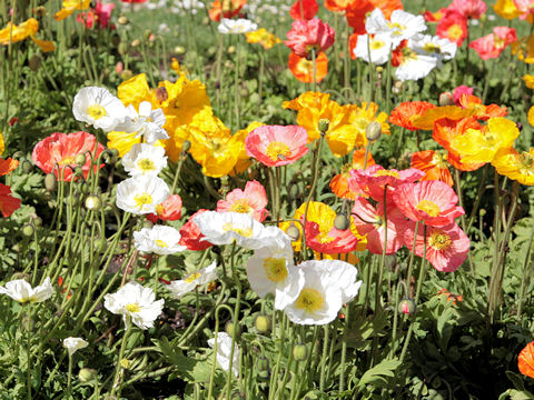 Papaver nudicaule