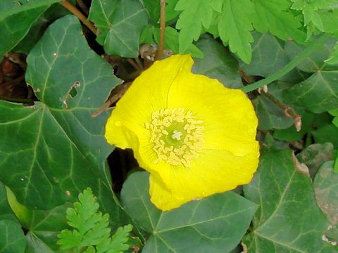 Papaver nudicaule