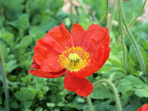 Papaver nudicaule