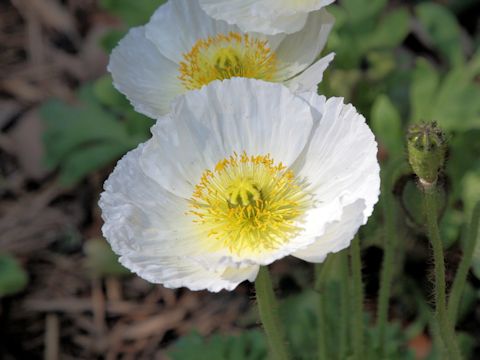 Papaver nudicaule