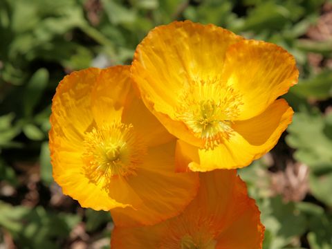 Papaver nudicaule