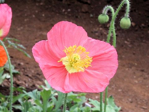 Papaver nudicaule