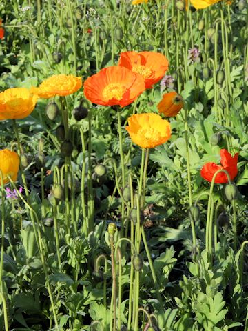 Papaver nudicaule