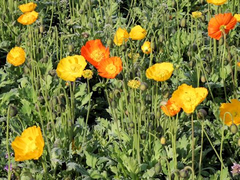 Papaver nudicaule