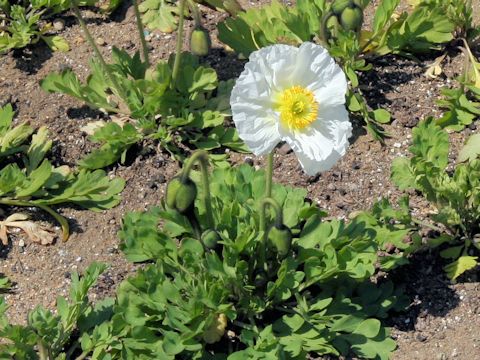 Papaver nudicaule