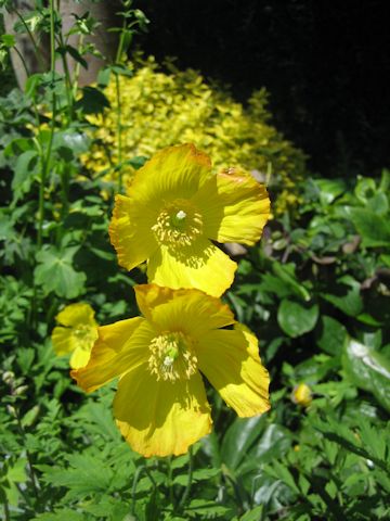 Papaver nudicaule