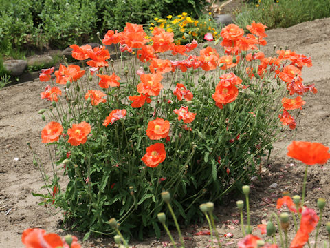 Papaver nudicaule