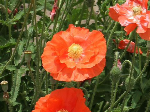 Papaver nudicaule