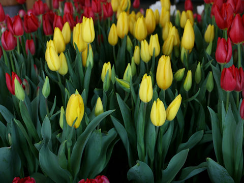 Tulipa cv. Strong Gold