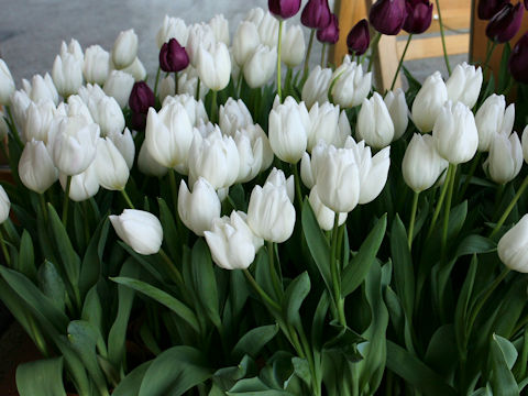 Tulipa cv. White Marvel