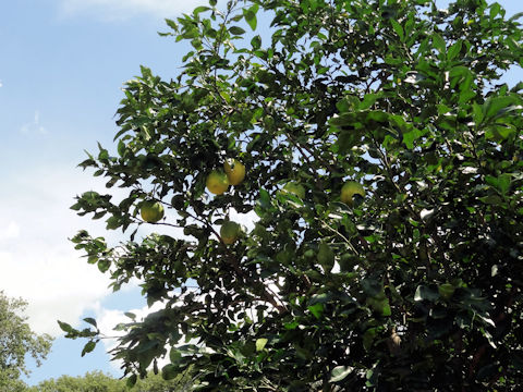 Citrus ichangensis