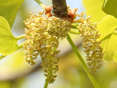 Ginkgo biloba