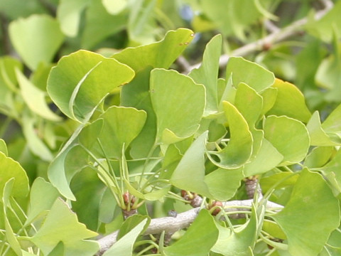 Ginkgo biloba