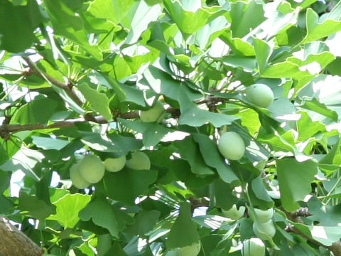 Ginkgo biloba