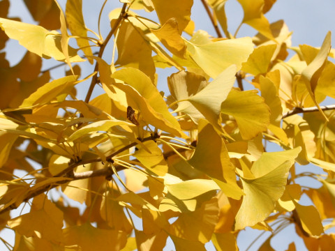 Ginkgo biloba