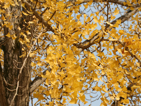 Ginkgo biloba