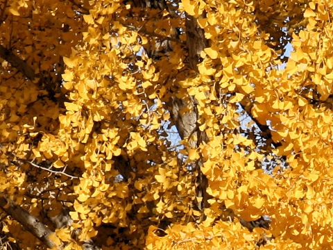 Ginkgo biloba