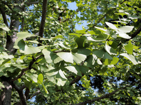 Ginkgo biloba