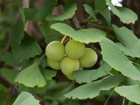 Ginkgo biloba