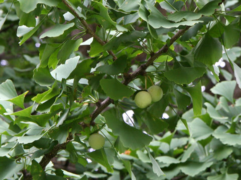 Ginkgo biloba