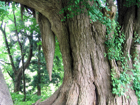 Ginkgo biloba