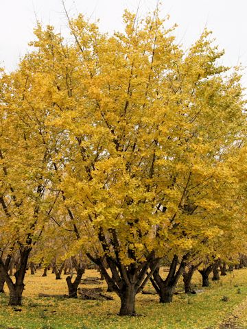 Ginkgo biloba