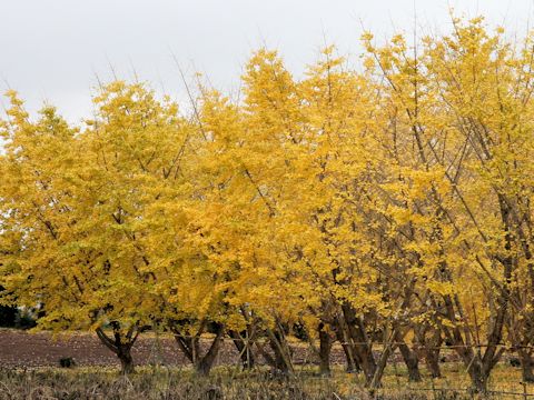 Ginkgo biloba