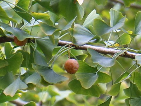 Ginkgo biloba