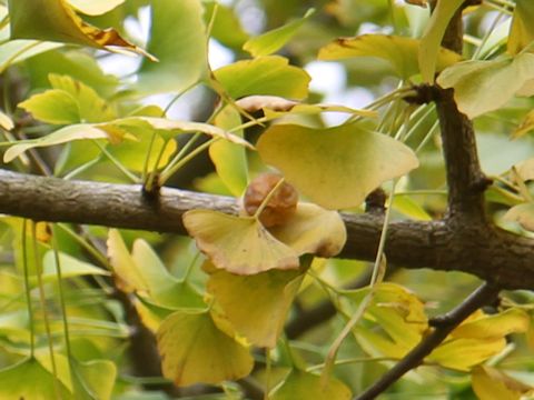 Ginkgo biloba