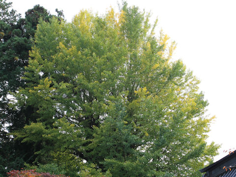 Ginkgo biloba