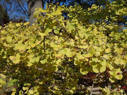 Ginkgo biloba