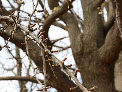 Ginkgo biloba