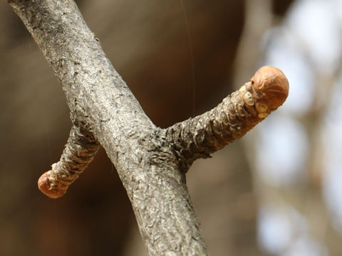 Ginkgo biloba