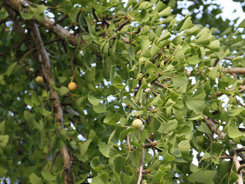 Ginkgo biloba