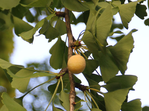 Ginkgo biloba