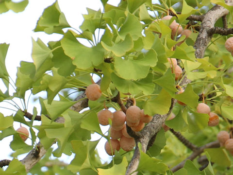 Ginkgo biloba