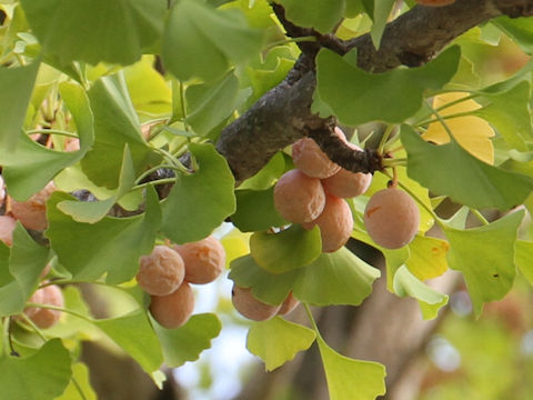 Ginkgo biloba