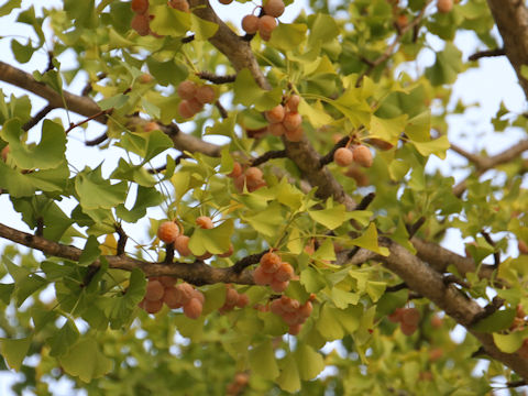 Ginkgo biloba