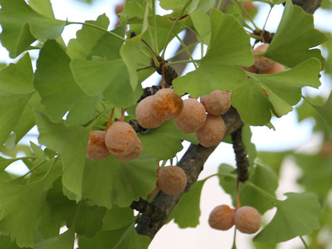 Ginkgo biloba